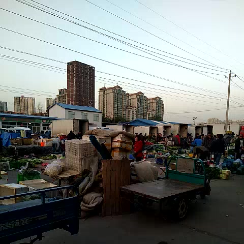 清晨的北京八里橋農產品批發市場 都市食用品的源頭與脈搏